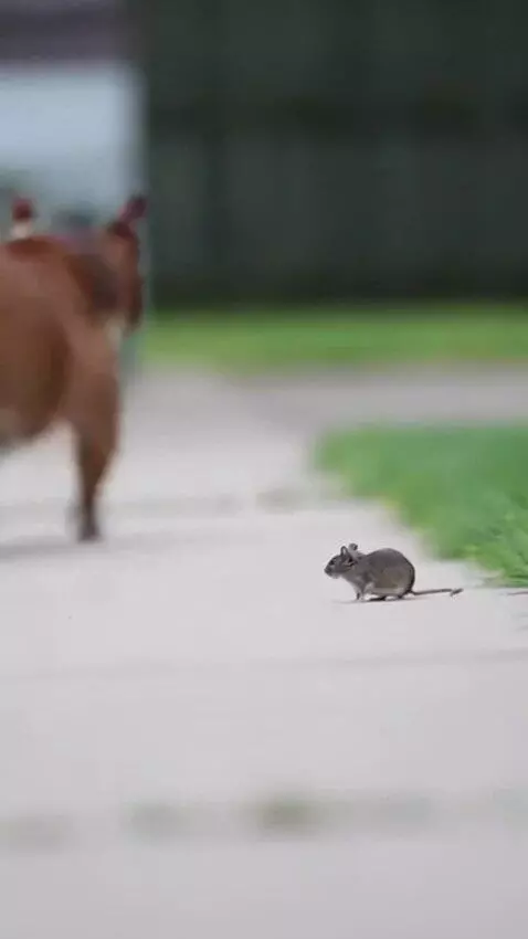 AI Video from prompt: Create a video of a terrified Pitbull dog runnin