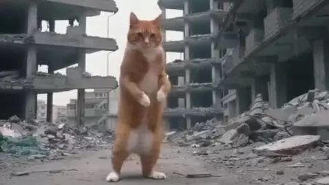 AI Video from prompt: Cat dance between demolished buildings in gaza