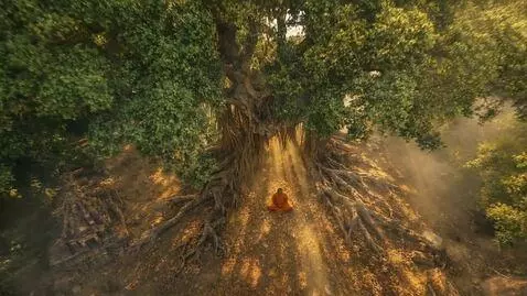 AI Video from prompt: A venerable banyan canopy at golden hour with th