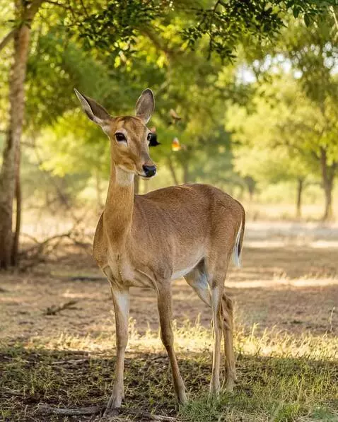 AI Video from prompt: Create a cinematic, ultra-realistic wildlife vid