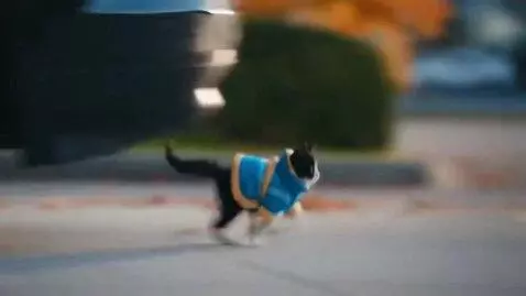 AI Video from prompt: Kitten run home door run car wheel Walmart super