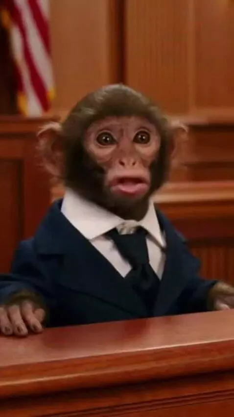 AI Video from prompt: When Monkey Go To Court Monkey Says "6 7 Mango M