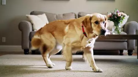 AI Video from prompt: Create the same realistic funny animal video, ke