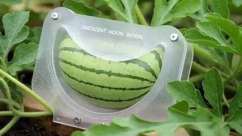 AI Video from prompt: Growing a CRESCENT MOON Watermelon! 🍉🌙 #ASMR