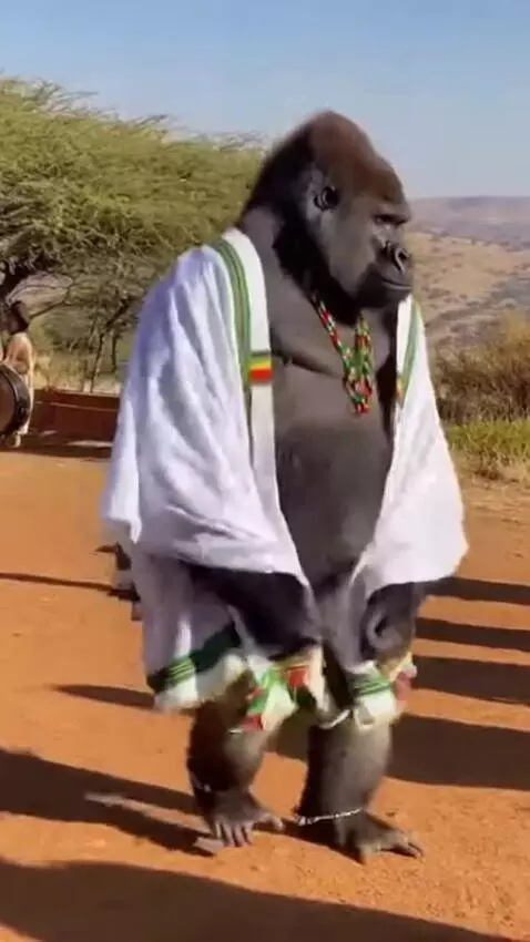 AI Video from prompt: ethiopian gorilla  ethiopia cloth and dance