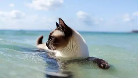 AI Video from prompt: siamese cat swimming in the ocean