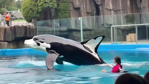 AI Video from prompt: An orca on an Asian female trainer in a SeaWorld