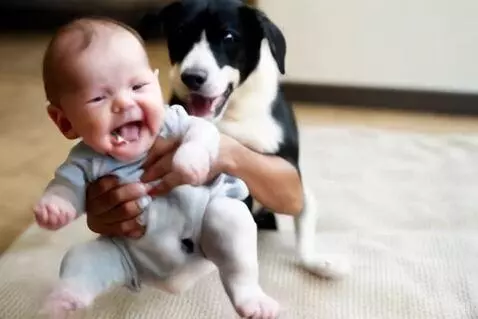 AI Video from prompt: A dog is holding a baby and playing and the baby