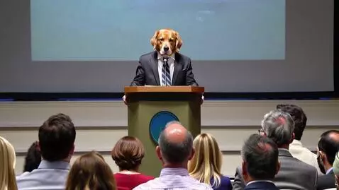 AI Video from prompt: A golden retriever wearing a tiny suit and tie c