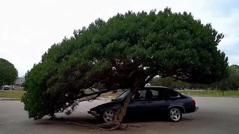 AI Video from prompt: A tree fell on the car.