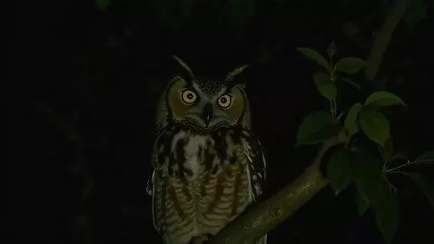 AI Video from prompt: an owl on a dark night in trees as its head swiv