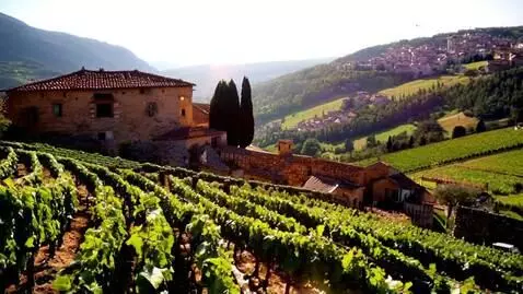 AI Video from prompt: Vineyard in Tuscany