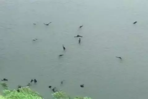 AI Video from prompt: Pertarungan kelompok serigala mvs kelompok hyena