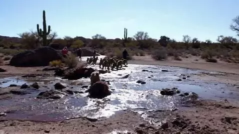 AI Video from prompt: chaotic scene featuring people running in terror