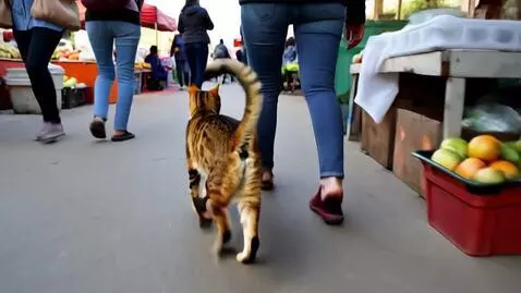 AI Video from prompt: A woman always go to the market with her cat