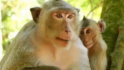 AI Video from prompt: Make video by monkeys bodies Saying nyan Abyei o