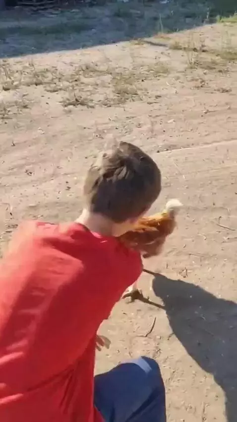 AI Video from prompt: This guy walks by and sees a Loman Brown chicken