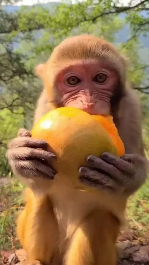 AI Video from prompt: Monkey eating sweet big fat size eat