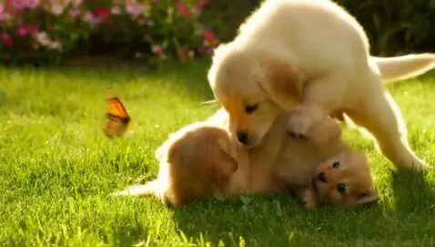 AI Video from prompt: Four baby animals playing in a sunny garden: one