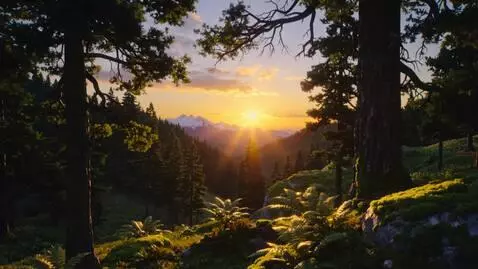 AI Video from prompt: Sunset in the forest
