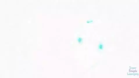AI Video from prompt: The right one says “popcorn pizza, I am sending 