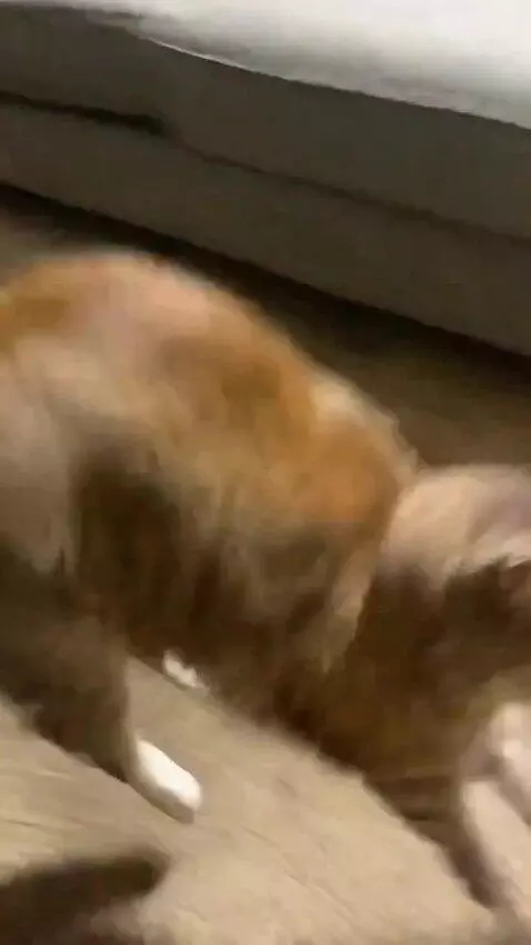AI Video from prompt: Make a tv commercial starring my kitty