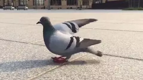 AI Video from prompt: Make a pigeon dance