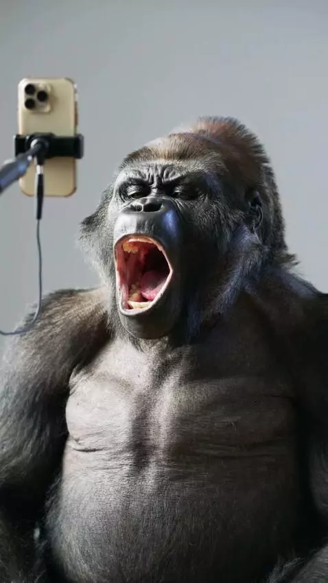 AI Video from prompt: A gorilla doing cringy ahh tiktok trend and grim