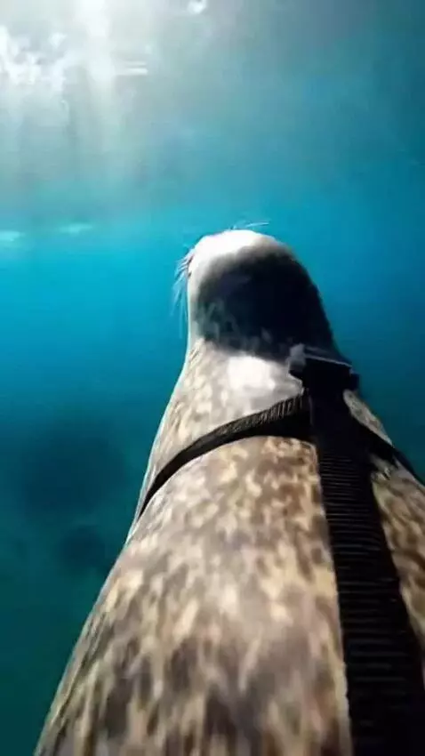 AI Video from prompt: Ultra-realistic viral GoPro footage recorded fro
