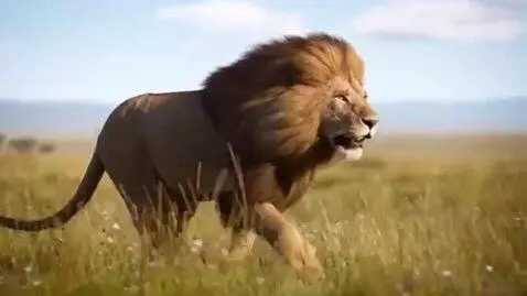 AI Video from prompt: A lion running through the field