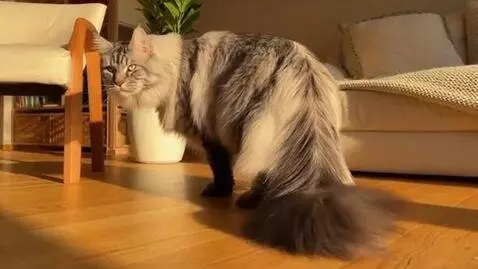 AI Video from prompt: Maine Coon cat with the longest tail ever