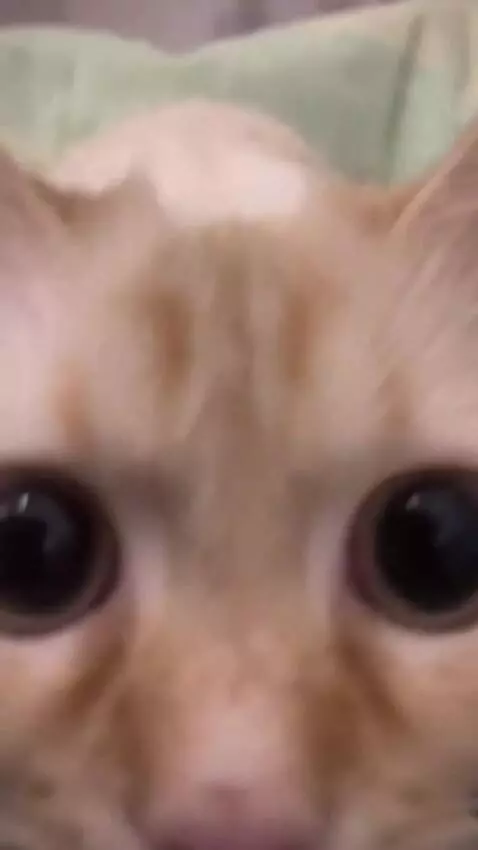 AI Video from prompt: Create a video with a cat from a photo that you 