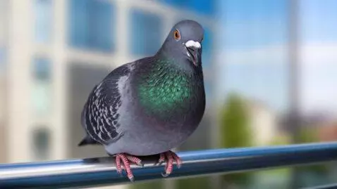 AI Video from prompt: Make a pigeon says yo guys I will start posting 