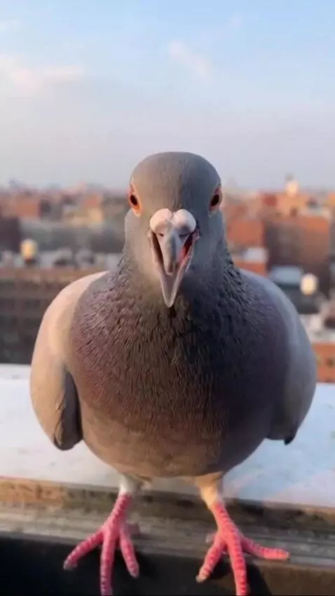AI Video from prompt: Make a pigeon says yo guys I will start posting 