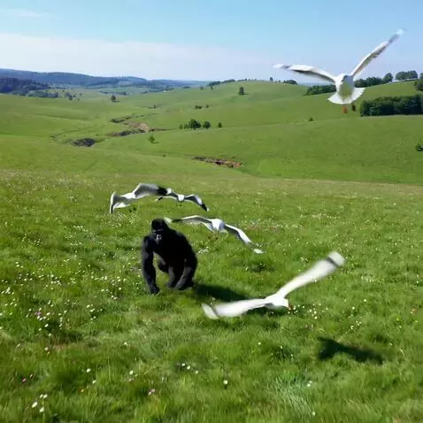 AI Video from prompt: a wide superior shot of open grassland, comicall