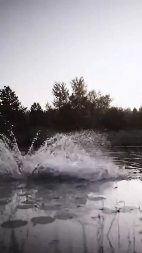 AI Video from prompt: The woman dives into the water and catches a hug