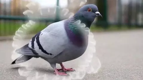 AI Video from prompt: Make a pigeon say "AHHHH DOCTOOOR" while white m