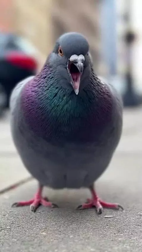 AI Video from prompt: Make a pigeon say "AHHHH DOCTOOOR" while white m