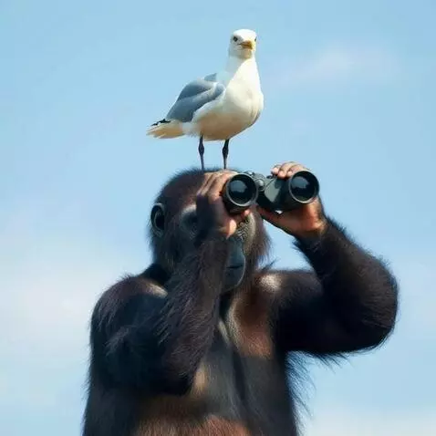 AI Video from prompt: the gorlilla pans with binoculars left then righ