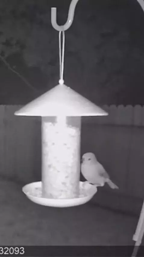 AI Video from prompt: 2005 gray and white mode cctv footage of a bird 