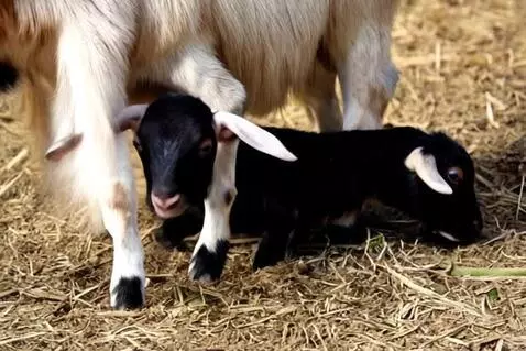 AI Video from prompt: Cute new born goat with his mum