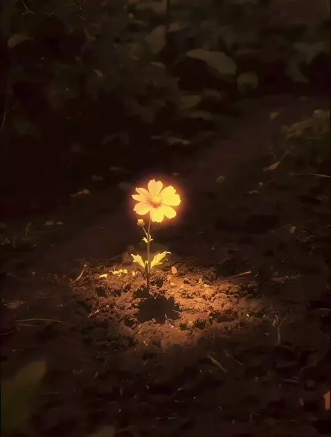 AI Video from prompt: The camera that is moving slowly will capture th