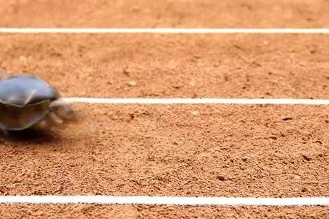 AI Video from prompt: A rabbit race with a tortoise  and the tortoise 