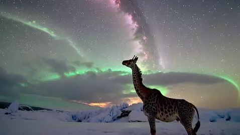 AI Video from prompt: Silhouette of a giraffe standing on a glacier wa