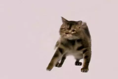 AI Video from prompt: A cat dancing