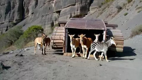 AI Video from prompt: Different types of animals dancing out of an ark