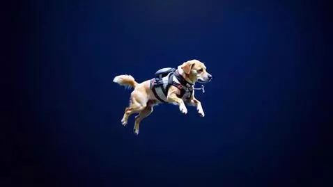 AI Video from prompt: Funny dog video going to space