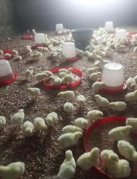 AI Video from prompt: Broiler chicken