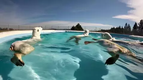 AI Video from prompt: a three polar bears swimming and playing in a po