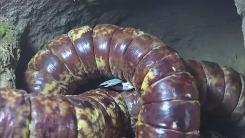 AI Video from prompt: Giant worm eating a bird